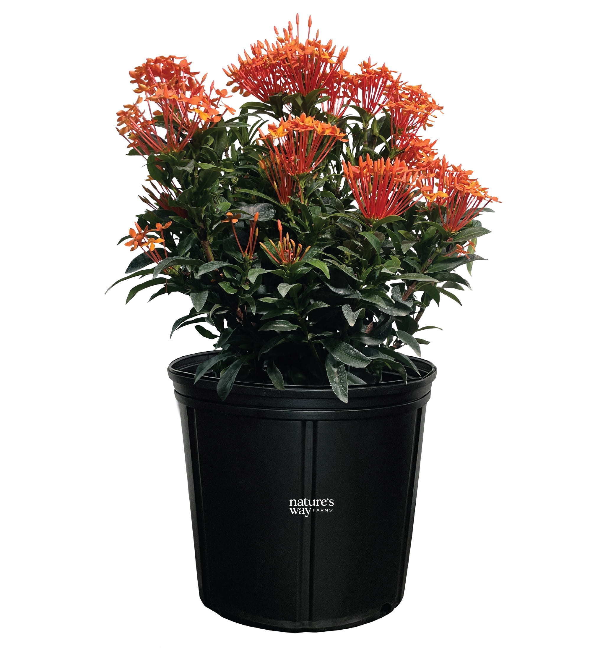 Nature's Way Farms Ixora Taiwanese Orange (18-24 inches tall) in