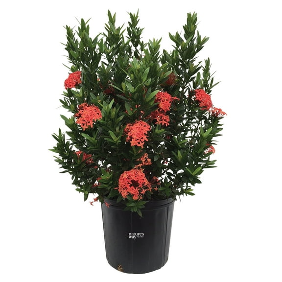 Natures Way Farms Ixora Taiwanese Red Outdoor Flowering Live Shrub (25-30in Tall) in Grower Pot