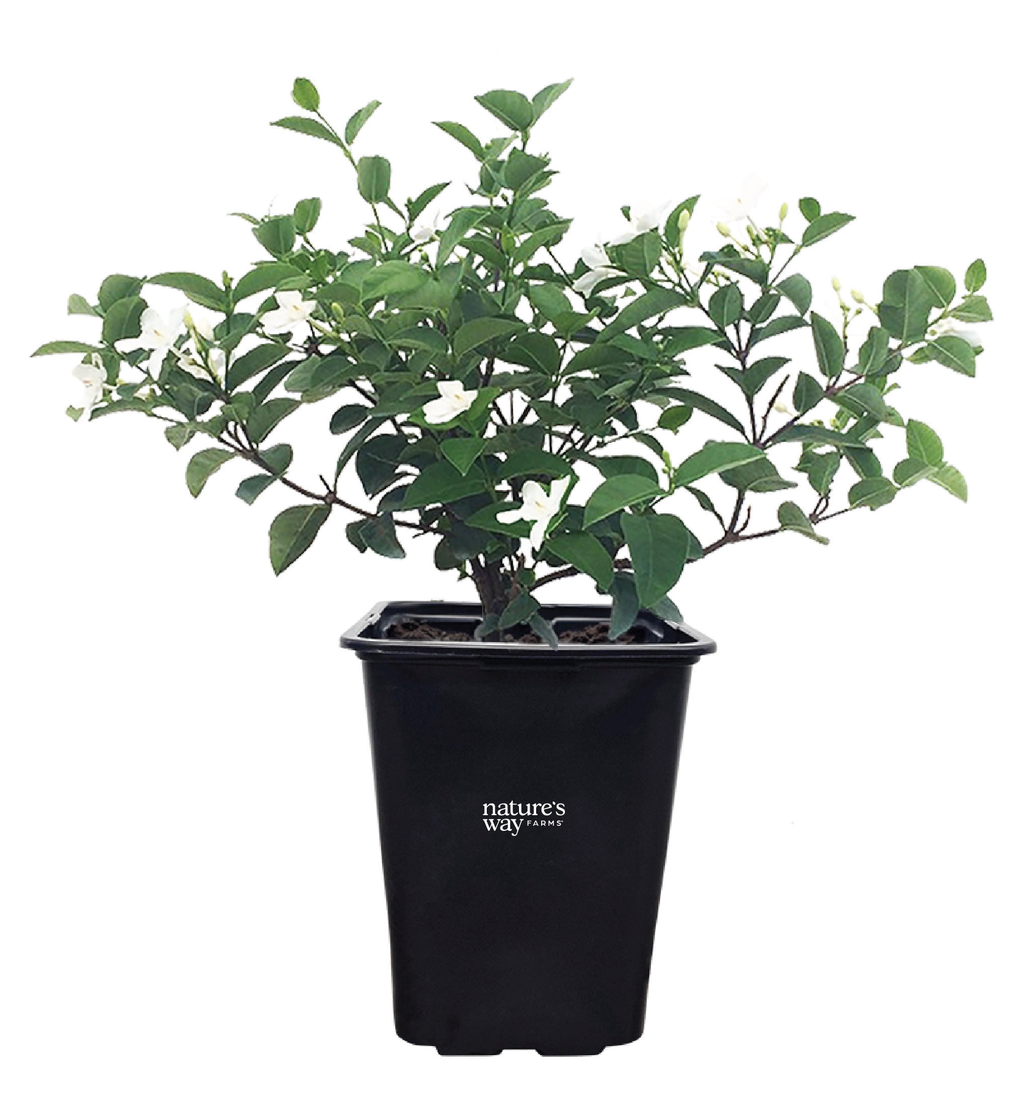 Nature's Way Farms Jasmine Asian Snow Live Plant (18-24 in. Tall) in Grower Pot