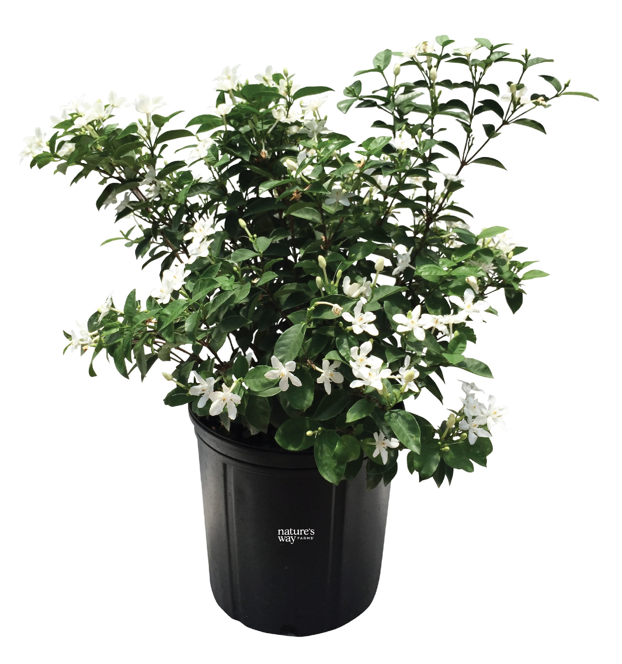 Nature's Way Farms Asian Snow Jasmine Live Plant, Fragrant White