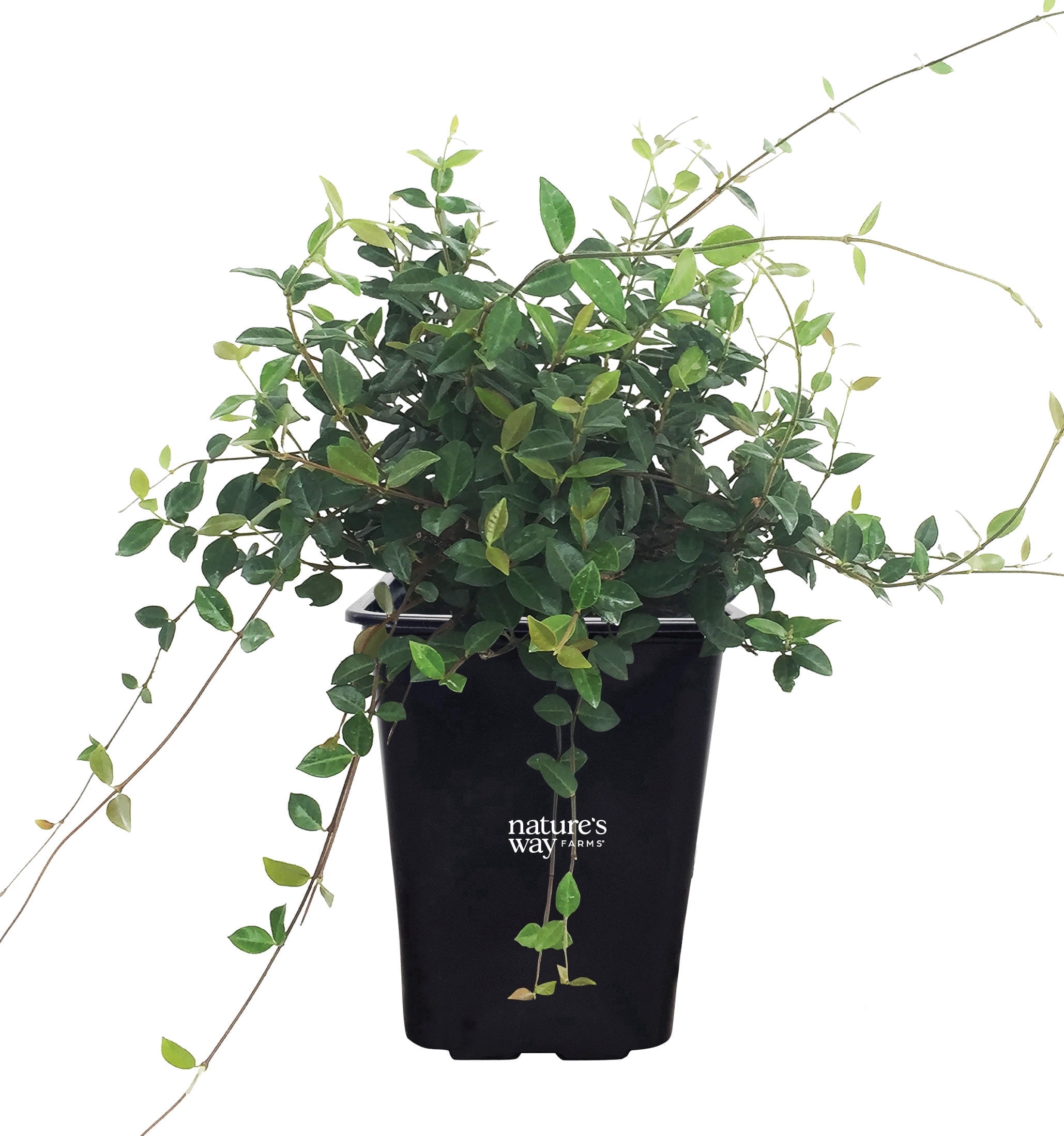 Nature’s Way Farms Jasmine Confederate Staked Outdoor Live Plant (15-25in Tall) in Grower Pot