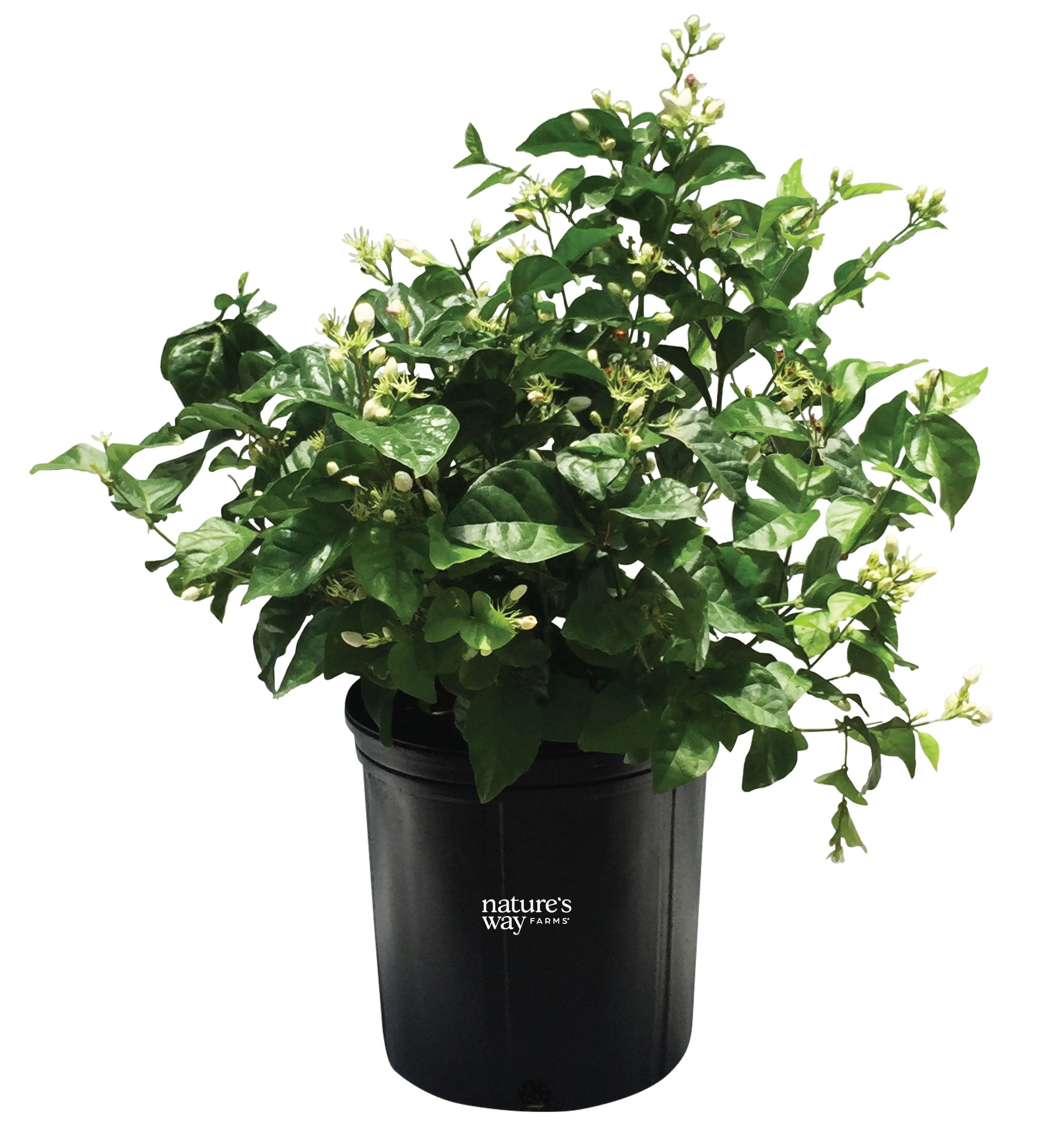 Nature's Way Farms Jasmine Sambac Live Flowering Plant (25-30 in. Tall) in Grower Pot May Ship Without Flowers