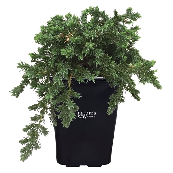 Natures Way Farms Juniper Blue Pacific Evergreen Outdoor Groundcover (10-14in Tall) in Grower Pot