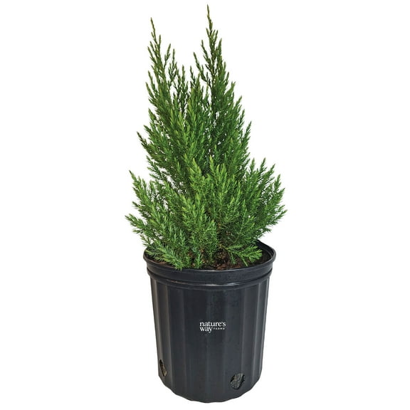 Nature's Way Farms Juniper Blue Point Outdoor Live Plant (25-30 in. Tall) in Grower Pot