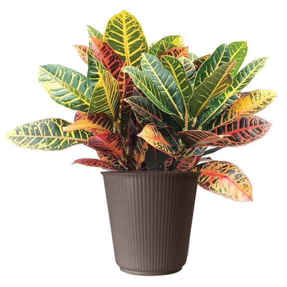 Nature's Way Farms Under the Florida Sun 24" Assorted Colors Croton Petra in Fall Planter Live Plant in 2G Upgraded Pot