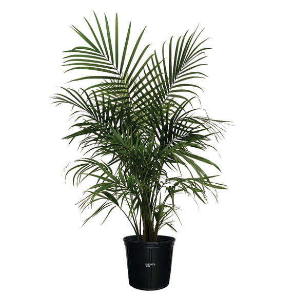 Nature's Way Farms Majesty Palm Live Plant (25-30 inches tall) in growers pot