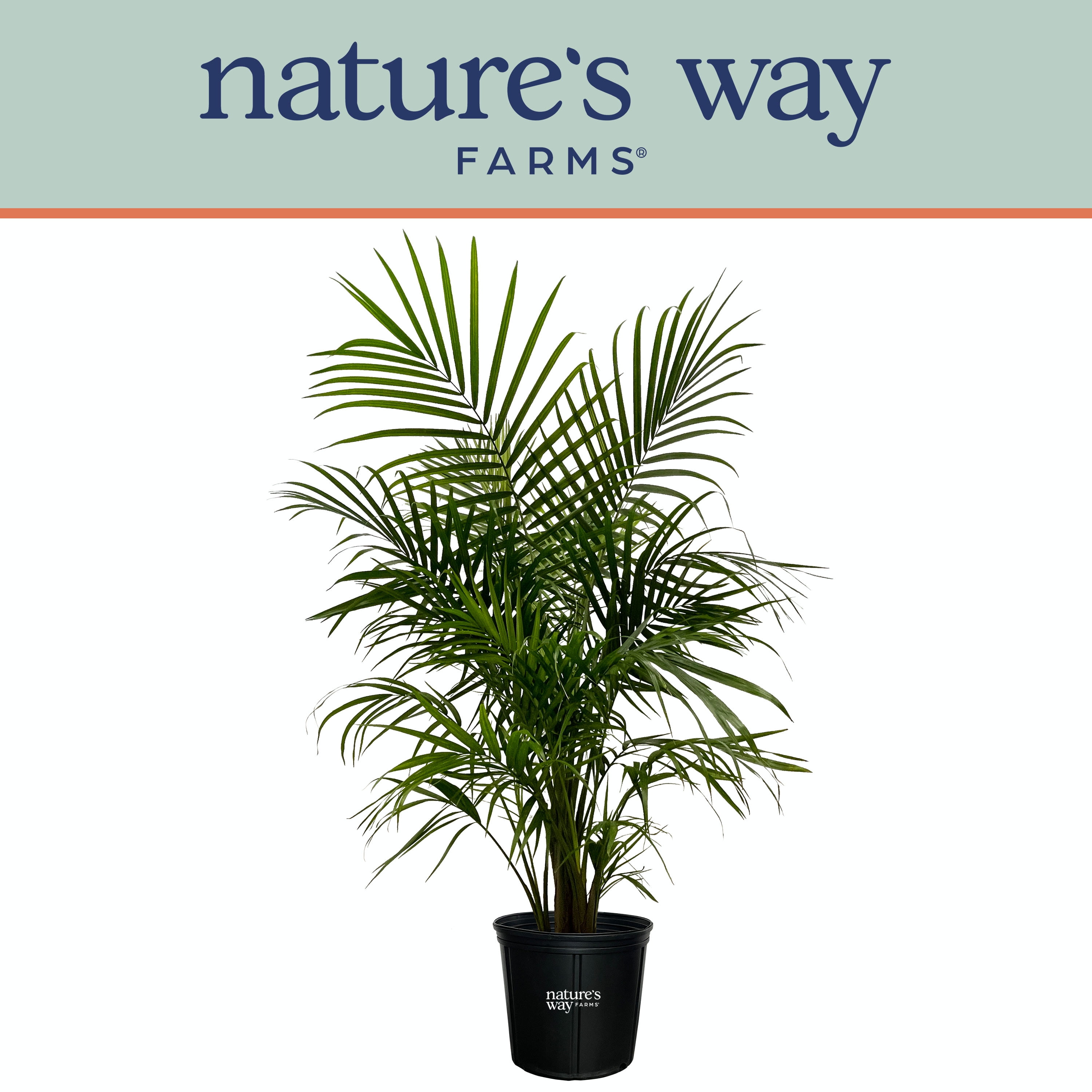 Nature's Way Farms Majesty Palm Live Plant (2530 inches tall) in