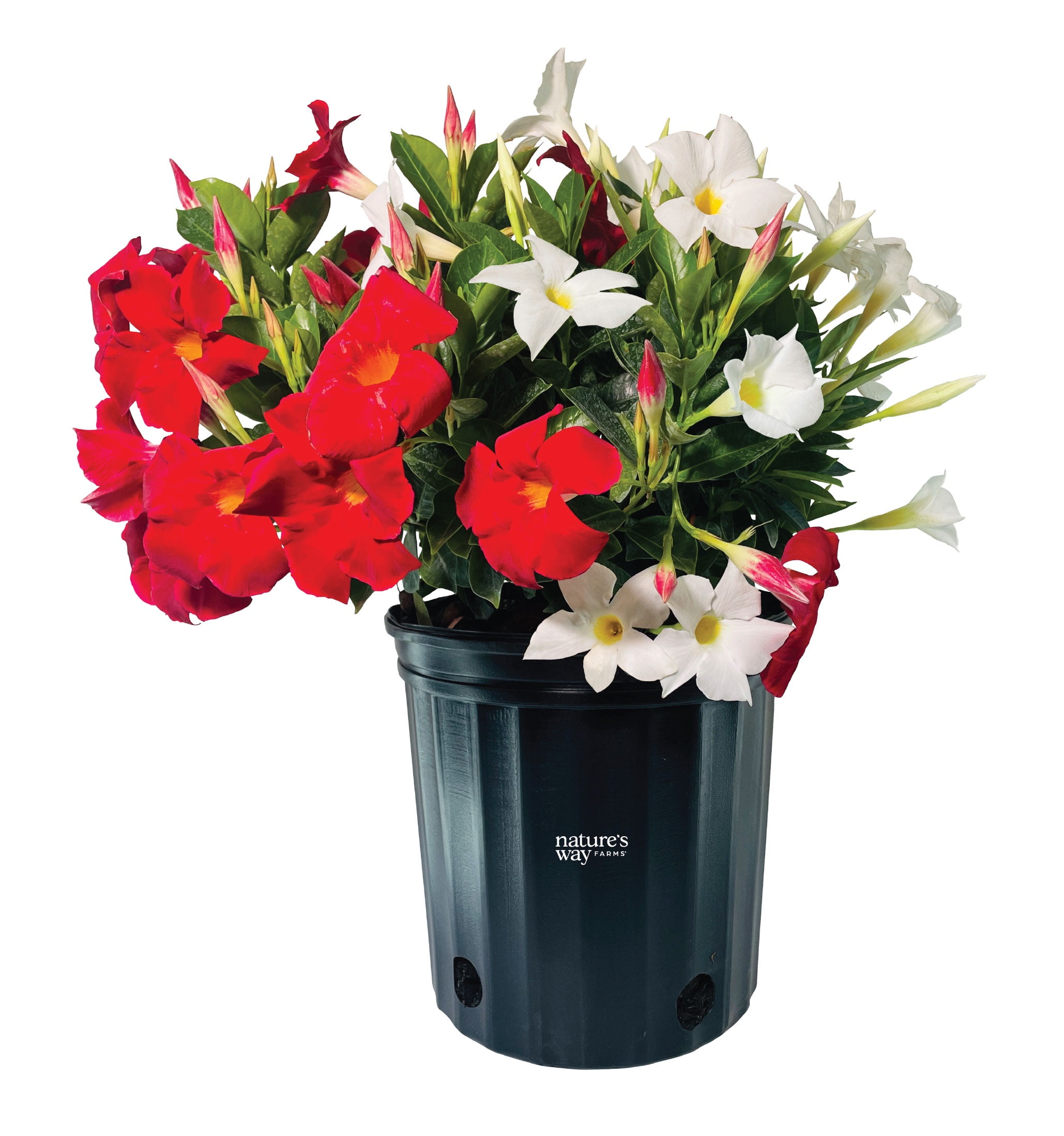 Nature's Way Farms Mandevilla Bella Duo Red/White Bush Live Plant (25-30 in. Tall) in Grower Pot May Ship Without Flowers