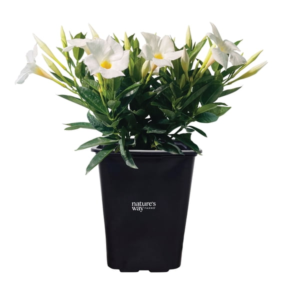 Nature's Way Farms Mandevilla Bella White Live Plant (15-25 in. Tall) in Grower Pot May Ship Without Flowers