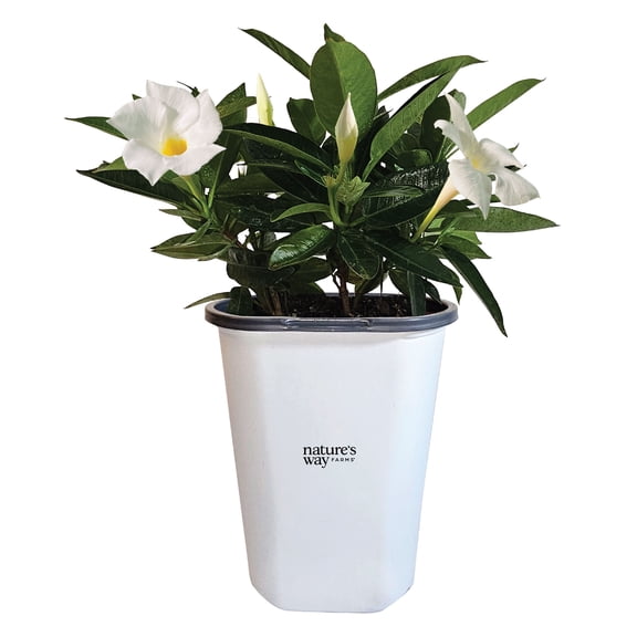 Nature's Way Farms Mandevilla Bella White Live Plant (7-11 in. Tall) in Grower Pot May Ship Without Flowers