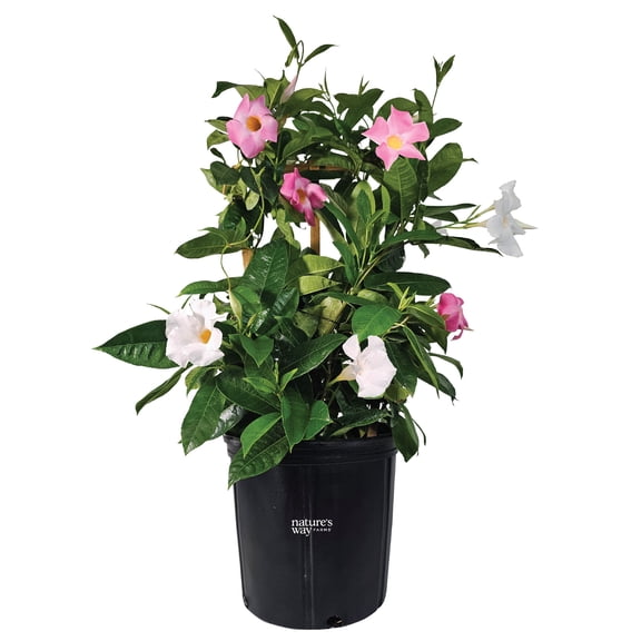 Nature's Way Farms Mandevilla Duo Pink/White Trellis Live Plant (25-30 in. Tall) in Grower Pot May Ship Without Flowers
