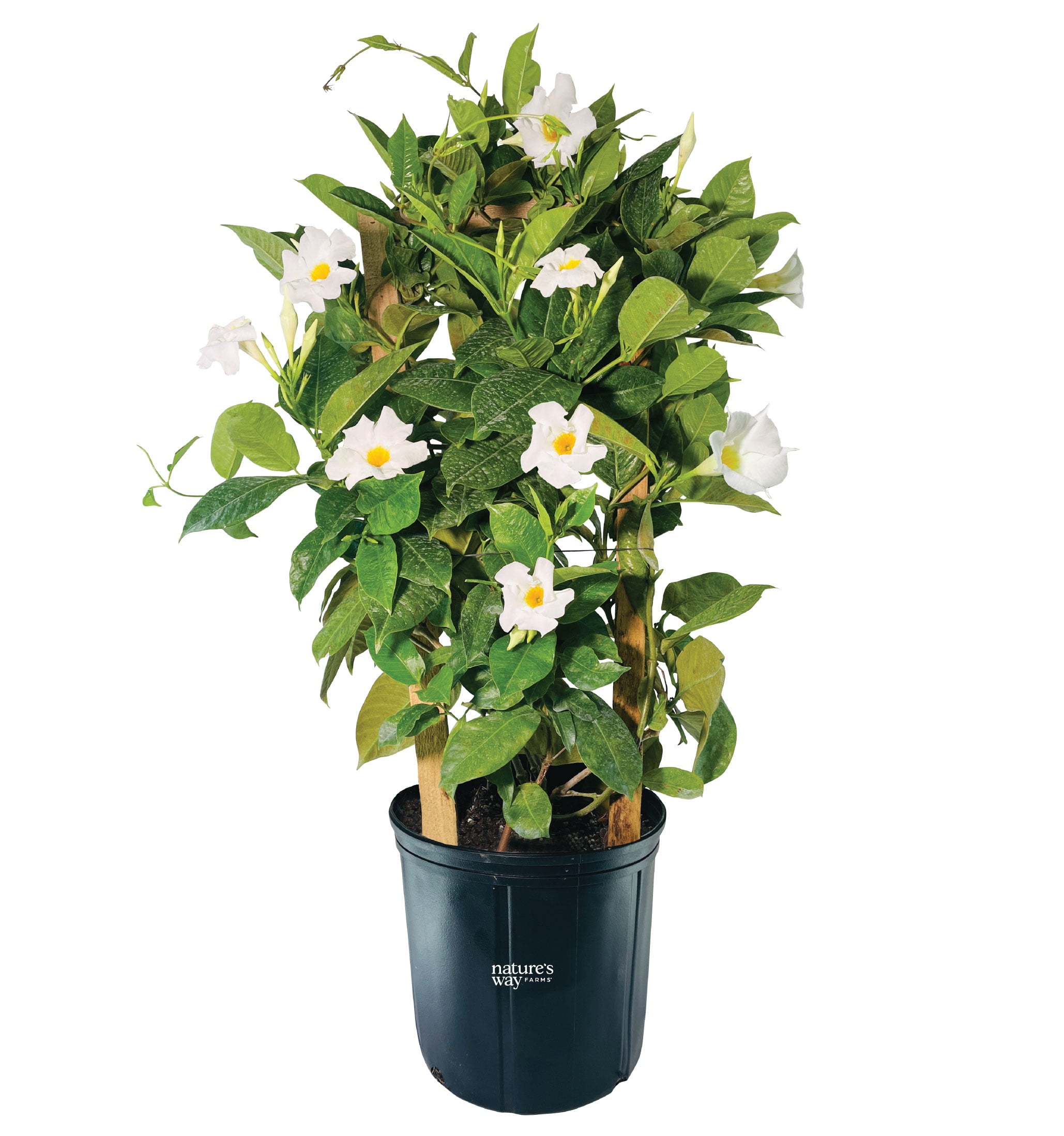 Nature's Way Farms Mandevilla White Basic Trellis Live Plant (25-30 in. Tall) in Grower Pot May Ship Without Flowers