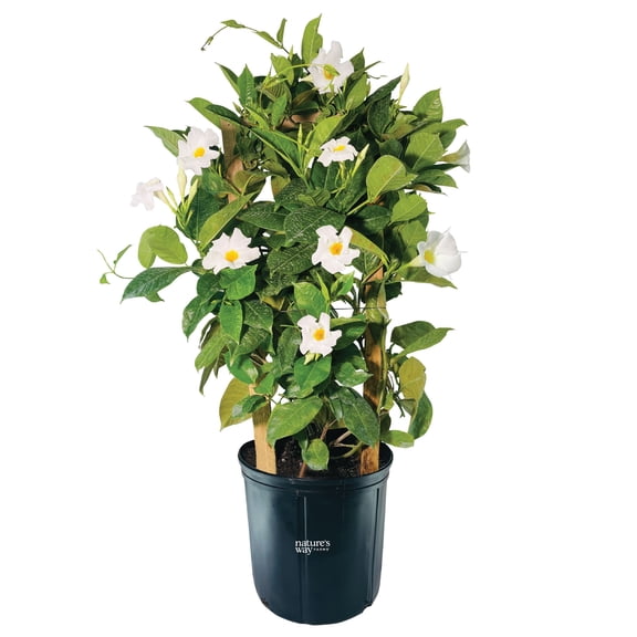 Nature's Way Farms Mandevilla White Basic Trellis Live Plant (25-30 in. Tall) in Grower Pot May Ship Without Flowers