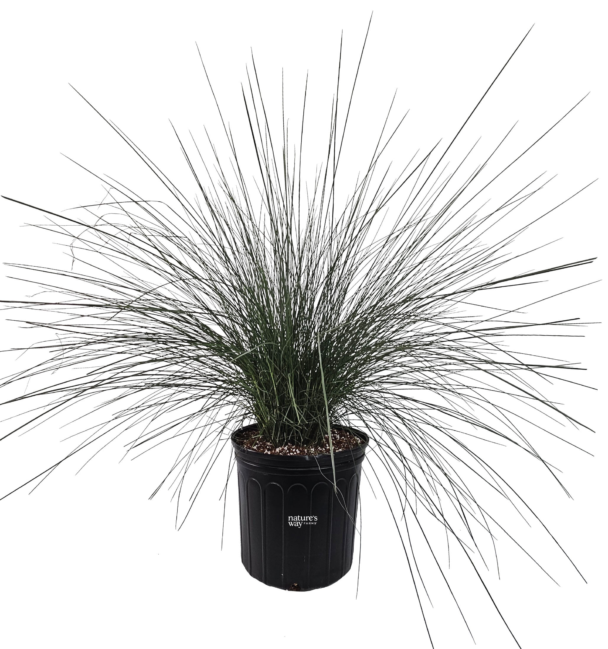 best places to buy pots for plants Pre-potted Plant in Decorative Container  Mill Creek Gardens
