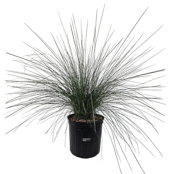 Nature's Way Farms Muhly Grass Pink Outdoor Live Ornamental Plant (25-30 in. Tall) in Grower Pot
