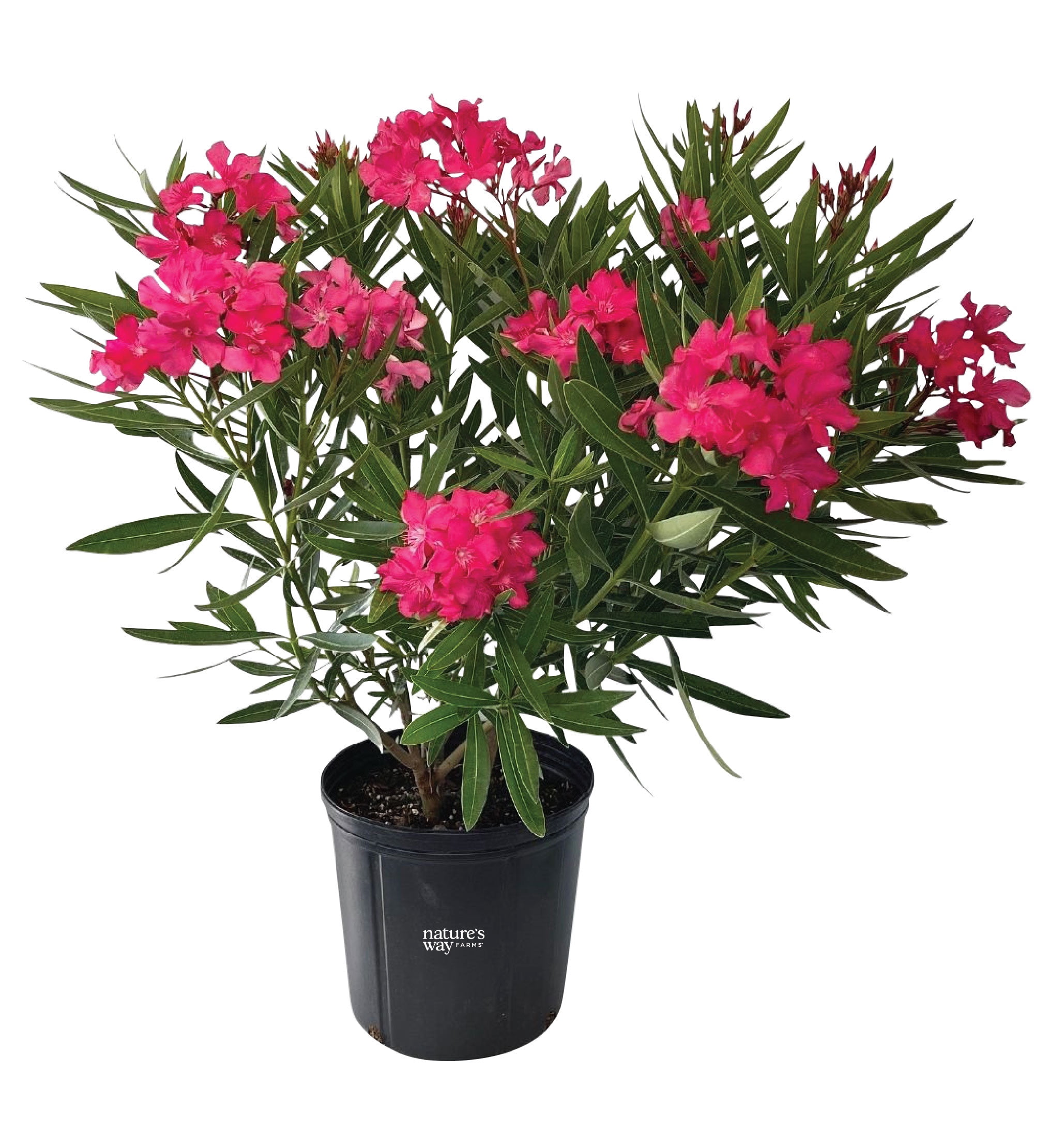 Nature's Way Farms Oleander Calypso Pink Outdoor Flowering Live Plant (25-30 in. Tall) in Grower Pot May Ship Without Flowers