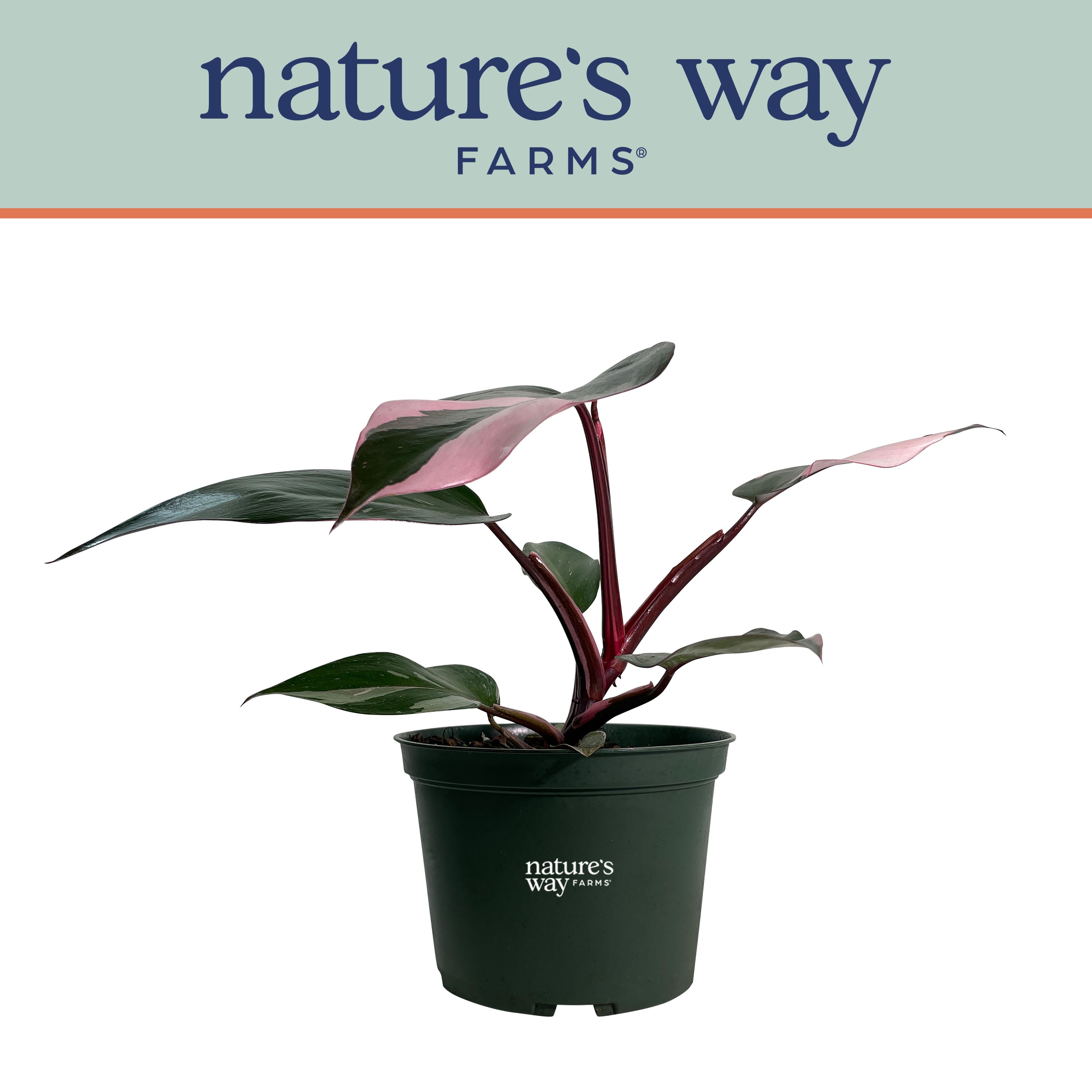 Walmart Pink Princess Philodendron