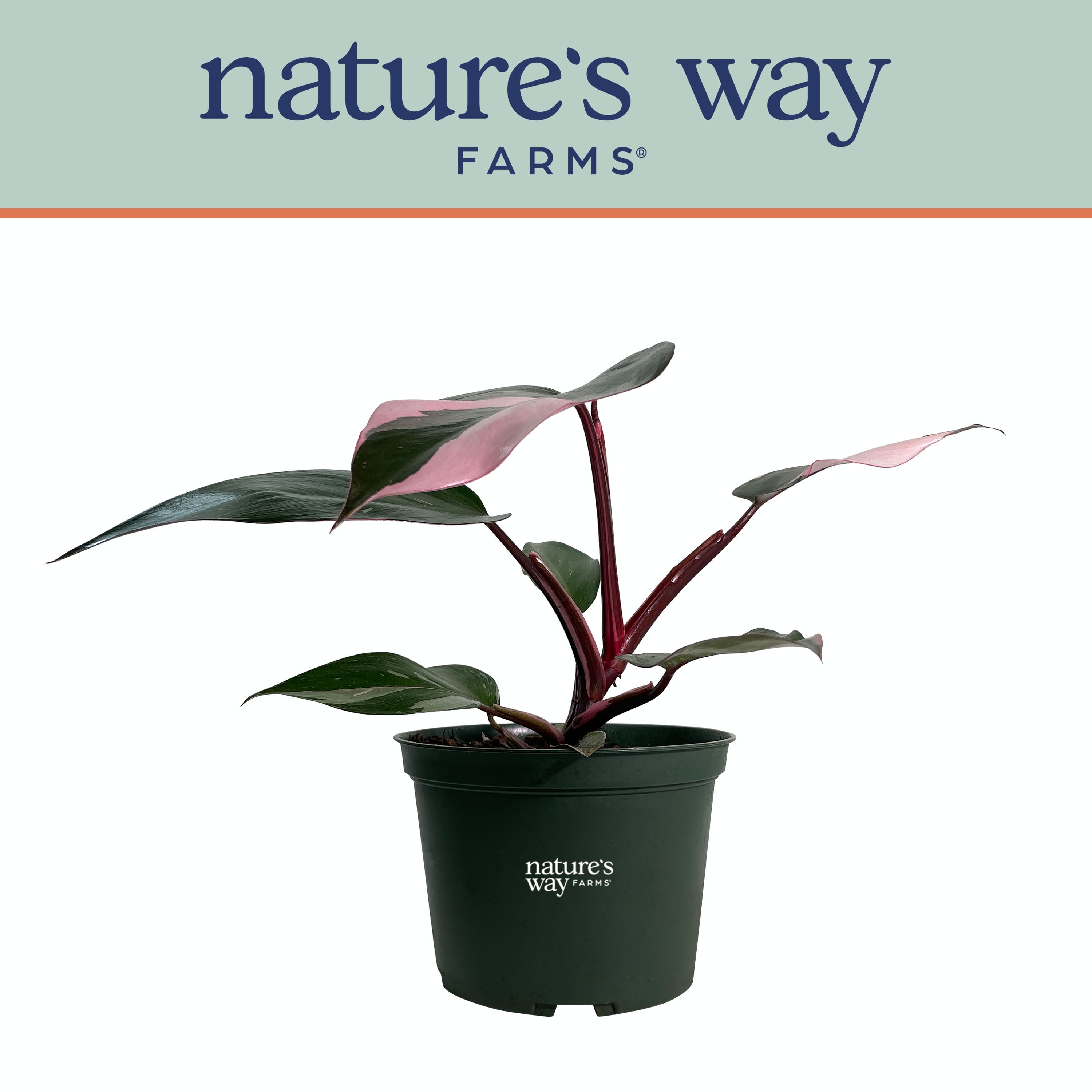 Nature's Way Farms Rare Variegated Philodendron Pink Princess Indoor House Plant (815 inches