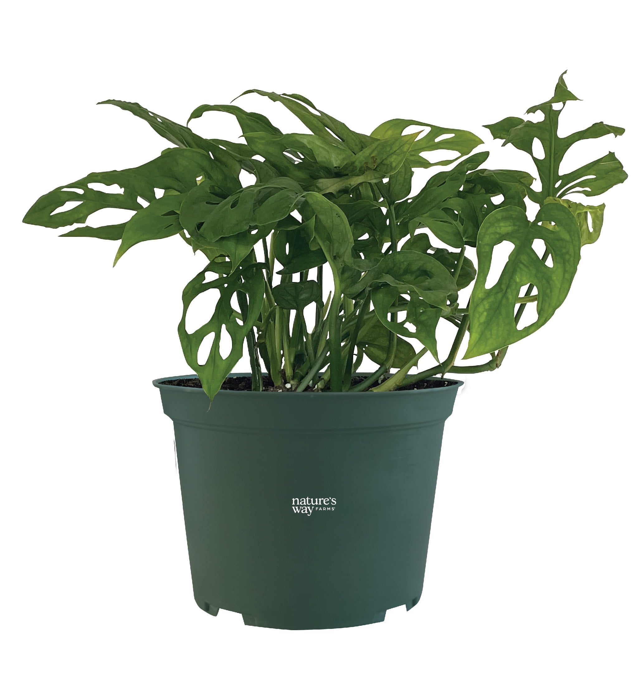 pothos plant low light Neon Pothos Plant in 3