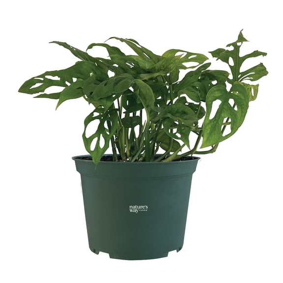 Nature's Way Farms Philodendron Swiss Cheese Live Plant (8-15 inches tall) in growers pot