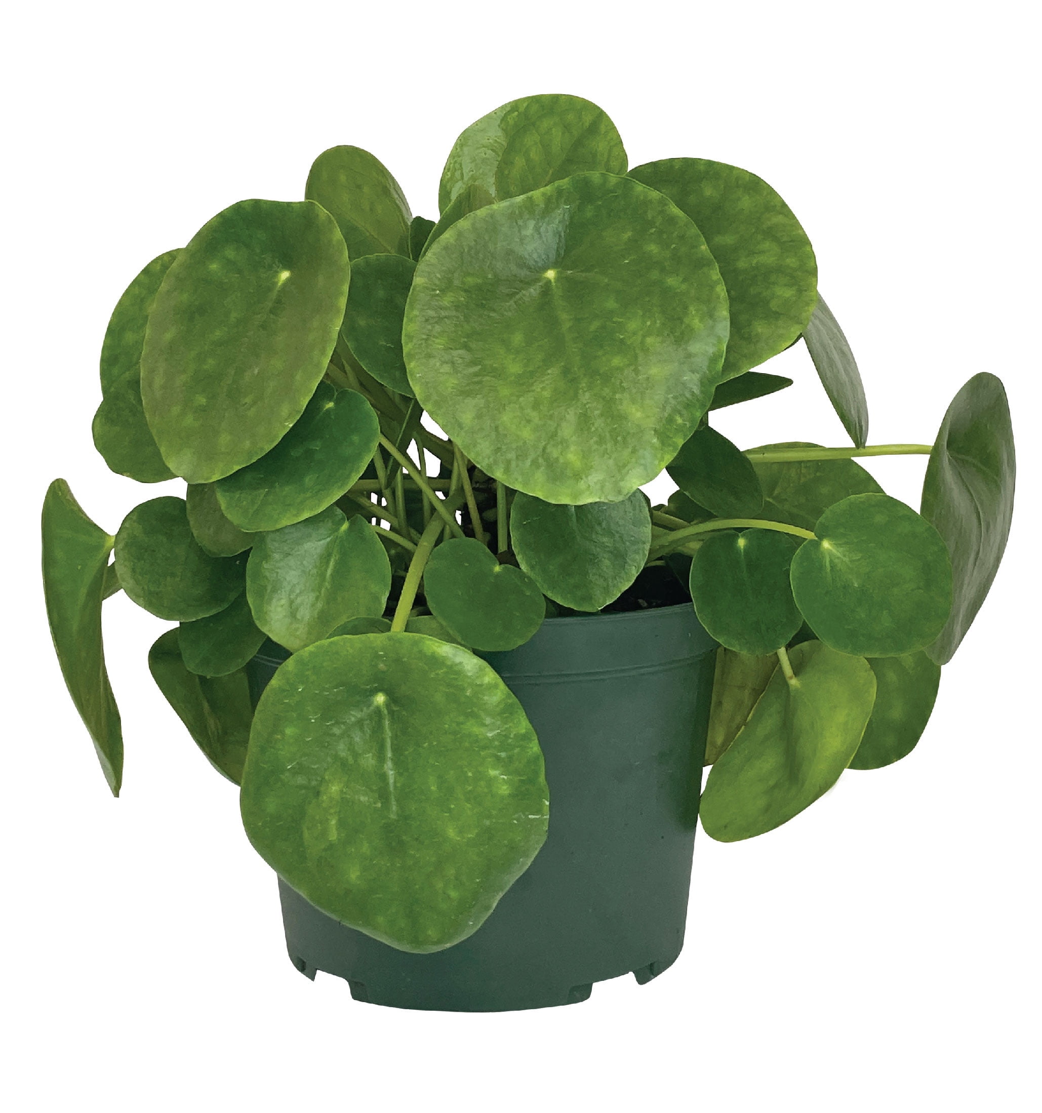 Nature's Way Farms Pilea Indoor Live Plant (6-10 in. Tall) in Grower Pot