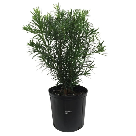 Nature's Way Farms Podocarpus (25-30 inches tall) in growers pot