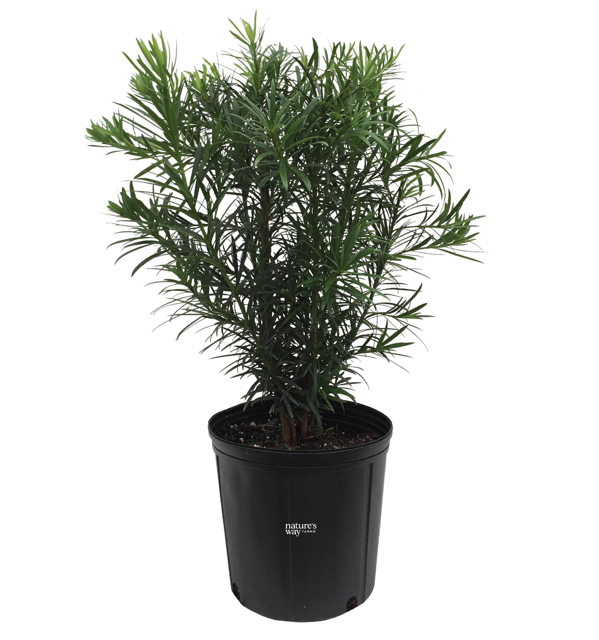 Grow Podocarpus in a Pot: Care Tips for Indoor Gardens