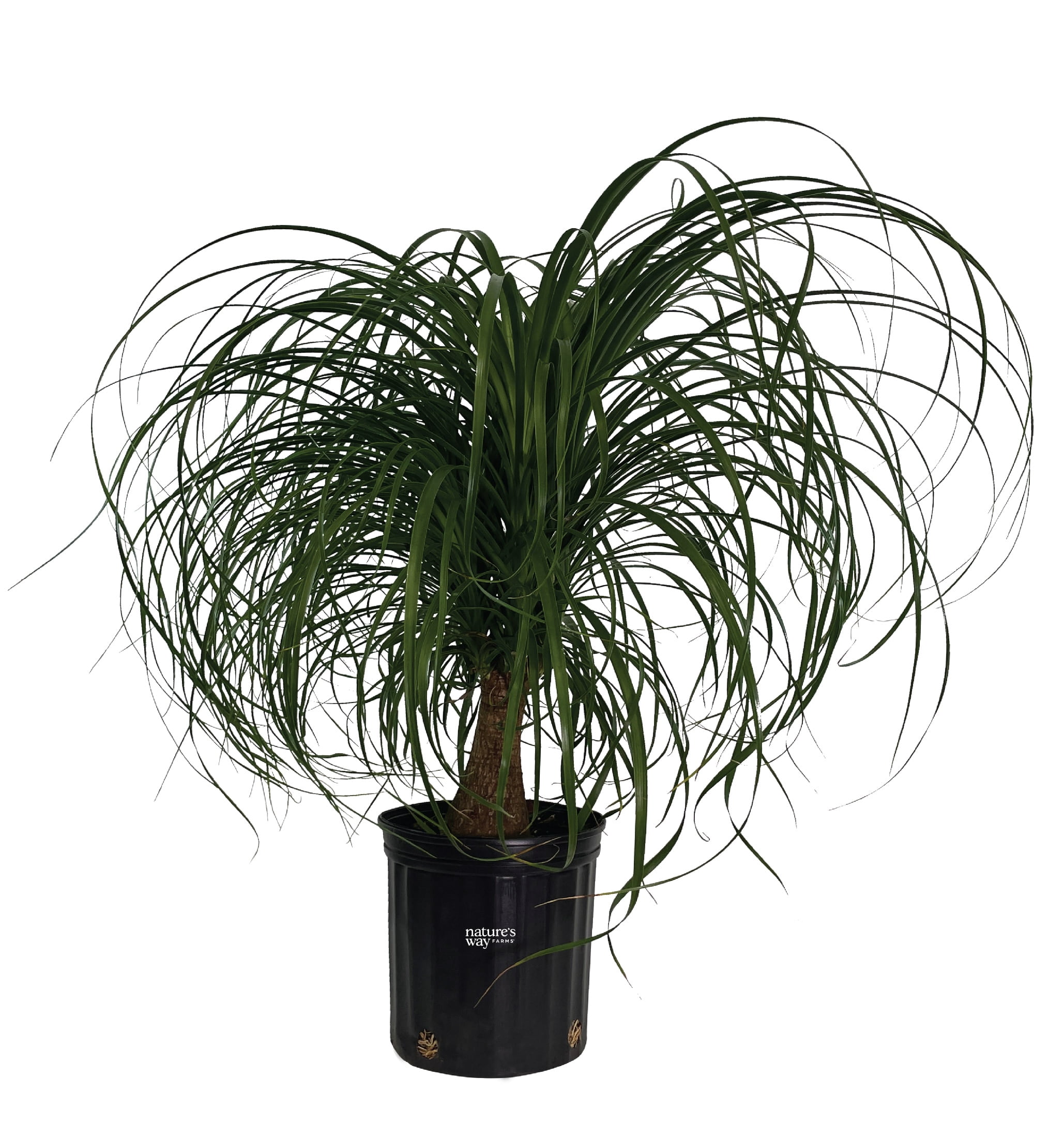 spider lily in japanese Japanese Spider Lily