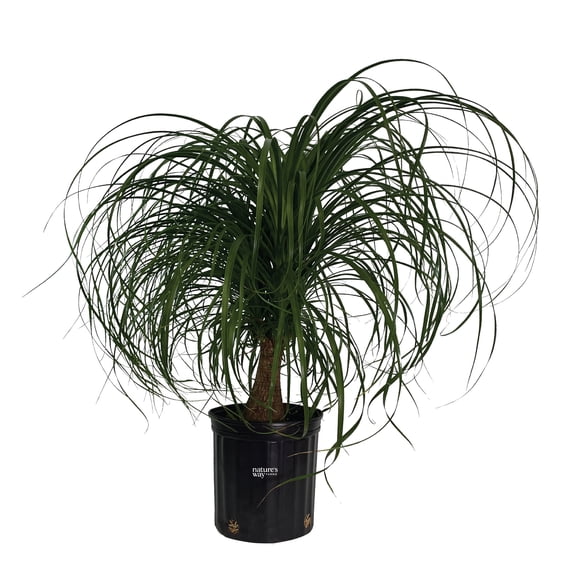 Nature's Way Farms Ponytail Palm Live Plant (25-30 inches tall) in growers pot