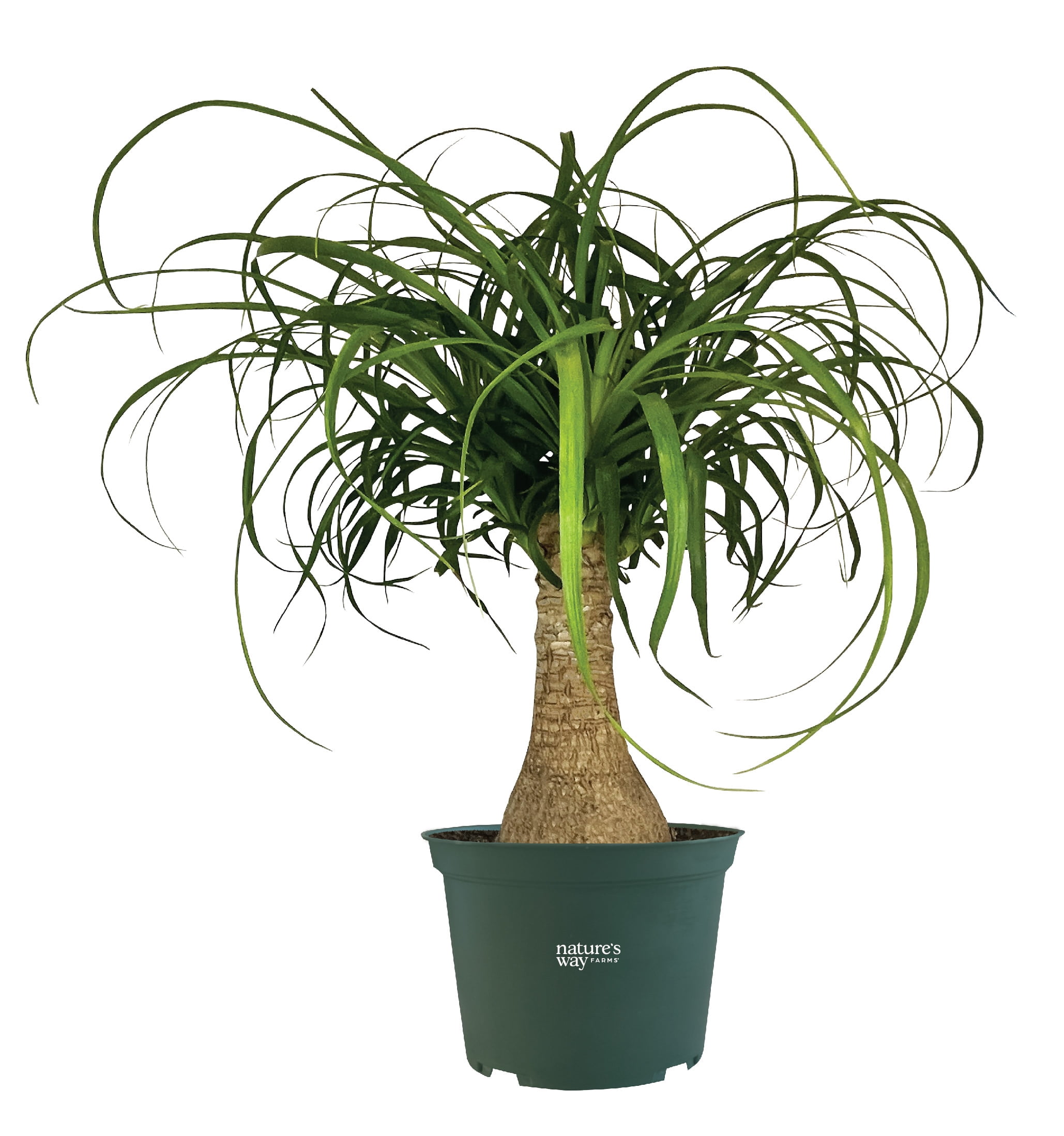 Nature's Way Farms Indoor Ponytail Palm Live Plant, 8-15 inches tall, in  Growers Pot - Walmart Business Supplies