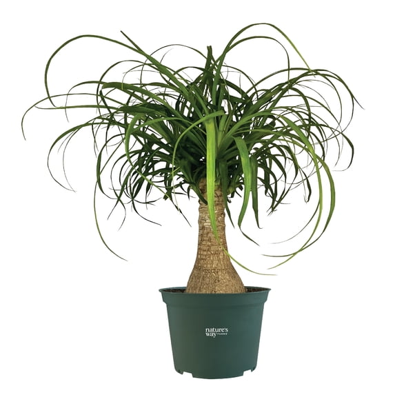 Nature's Way Farms Ponytail Palm Live Plant (8-15 inches tall) in growers pot
