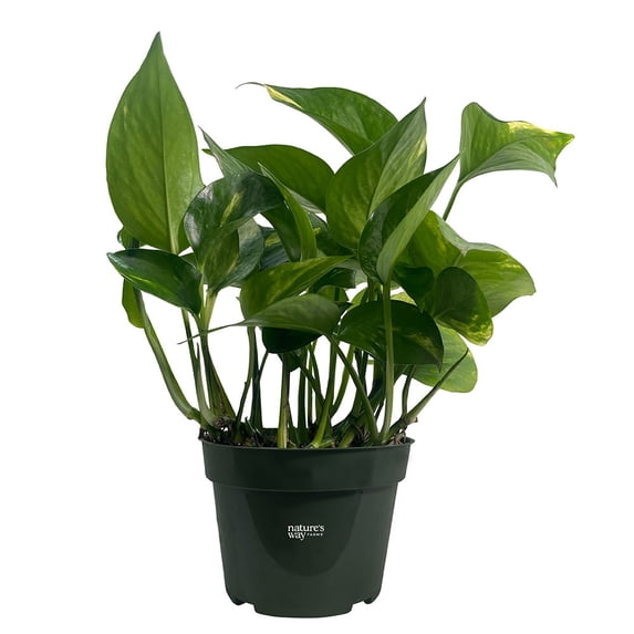 Nature's Way Farms Pothos Golden Live Plant (7-11 inches tall) in growers pot