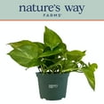thumbnail image 1 of Nature's Way Farms Pothos Golden Live Plant (8-15 inches tall) in growers pot, 1 of 4