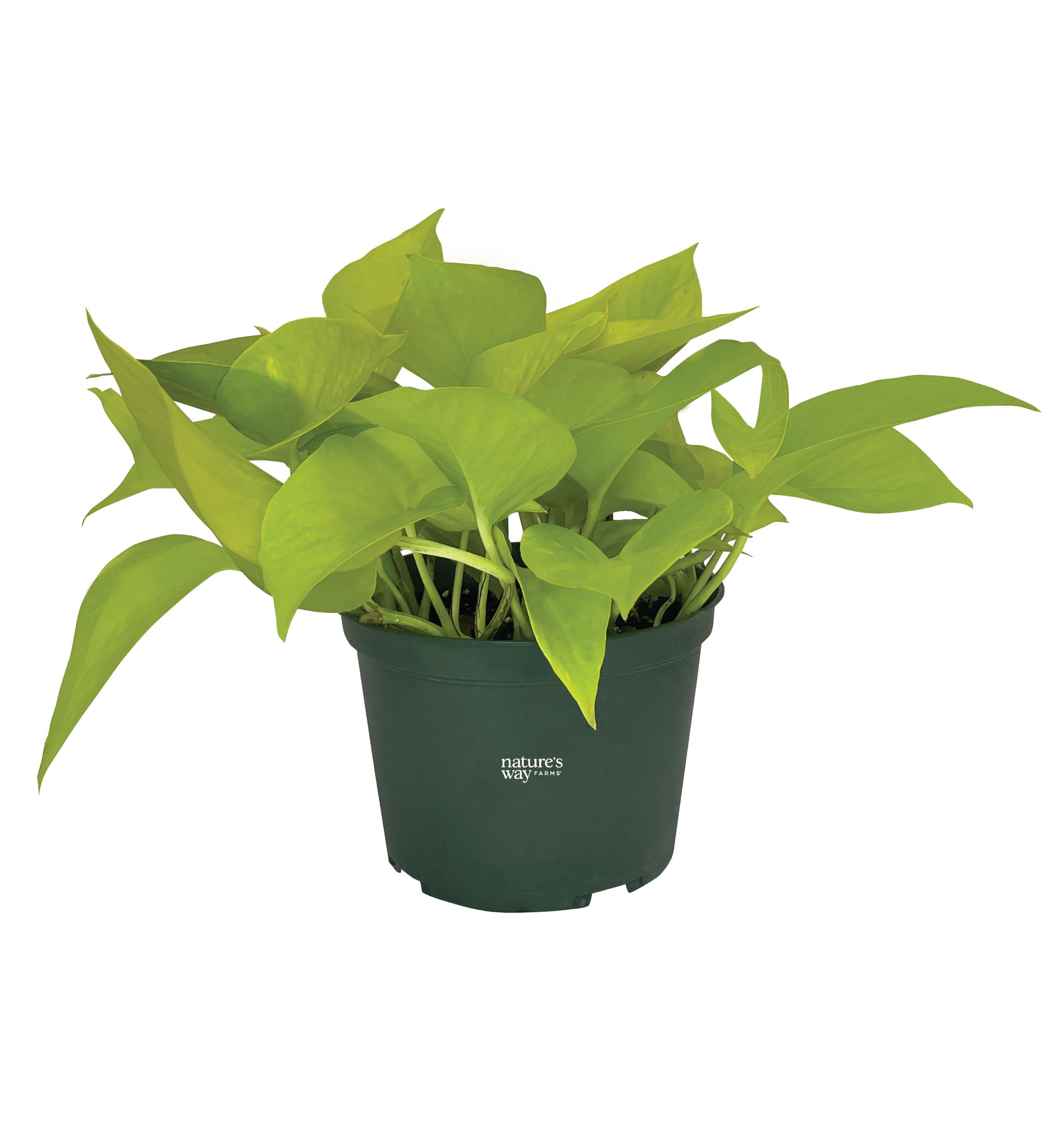 Nature's Way Farms Pothos Neon Live Plant (7-11 in. Tall) in Growers Pot