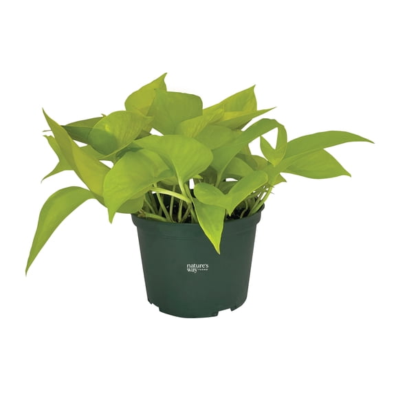 Nature's Way Farms Pothos Neon Live Plant (7-11 in. Tall) in Growers Pot