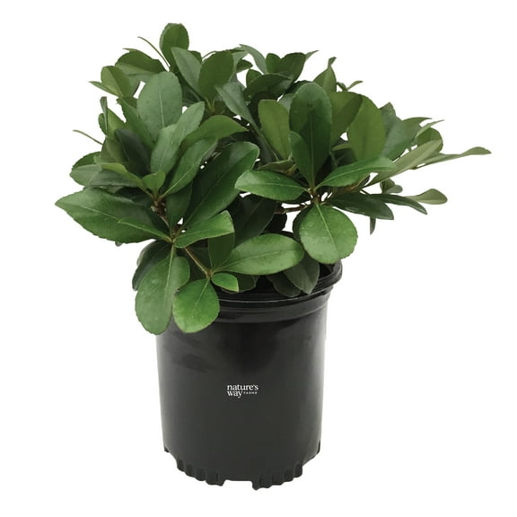 Natures Way Farms Raphiolepis Indian Hawthorne Flowering Shrub (15-25in Tall) in Grower Pot May Ship Without Flowers