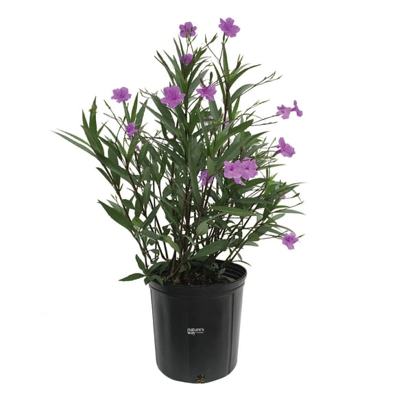 Nature's Way Farms Ruellia Purple (18-24 inches tall) in growers pot
