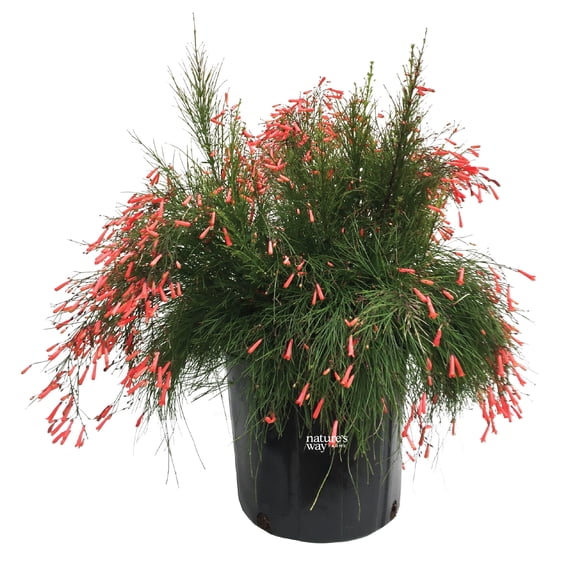 Natures Way Farms Russelia Firecracker Outdoor Flowering Live Plant (25-30in Tall) in Grower Pot May Ship Without Flowers