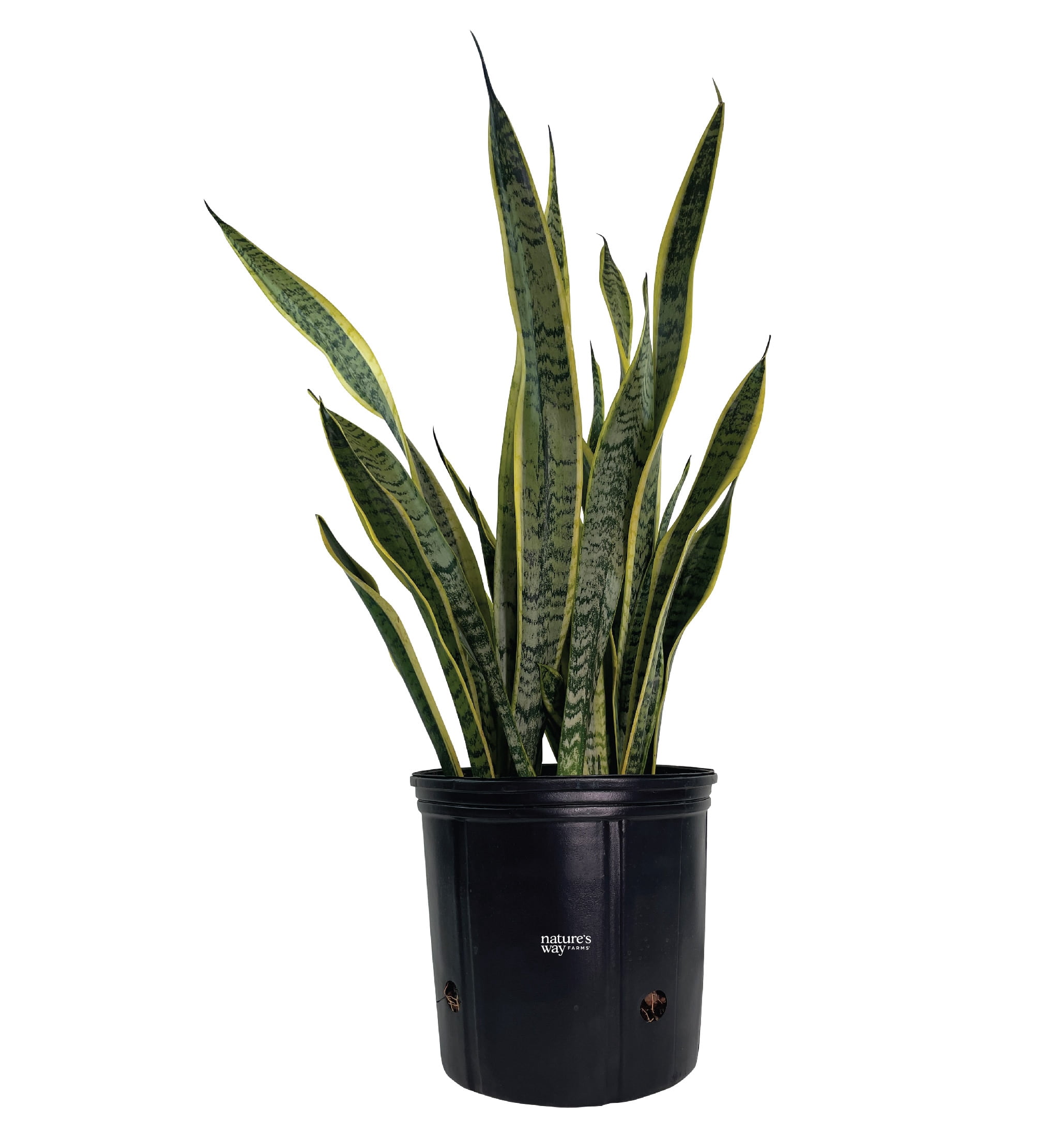 Nature's Way Farms Sansevieria Laurentii Live Plant (25-30 inches tall) in growers pot