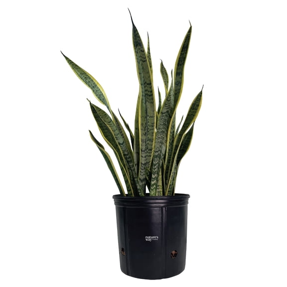 Nature's Way Farms Sansevieria Laurentii Live Plant (25-30 inches tall) in growers pot