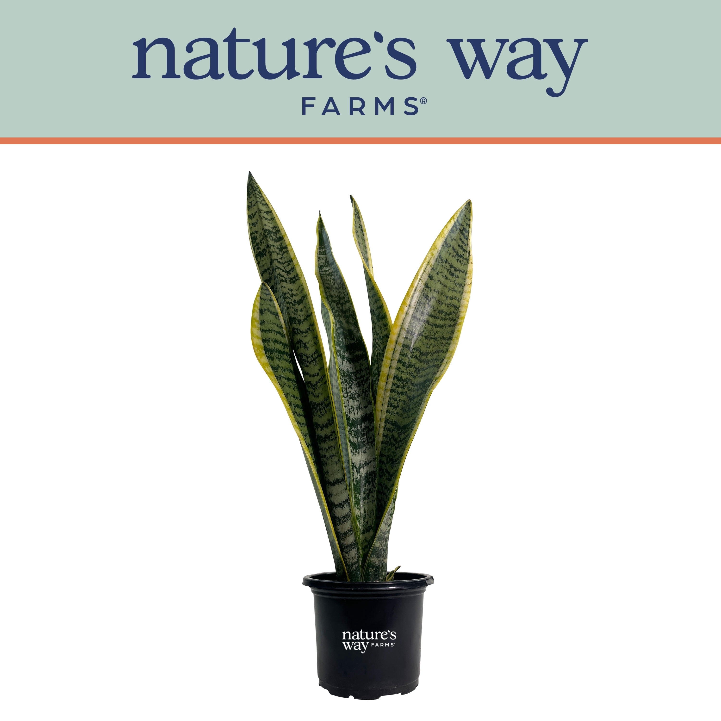 Nature's Way Farms Sansevieria Laurentii Live Plant (7-11 inches tall) in growers pot