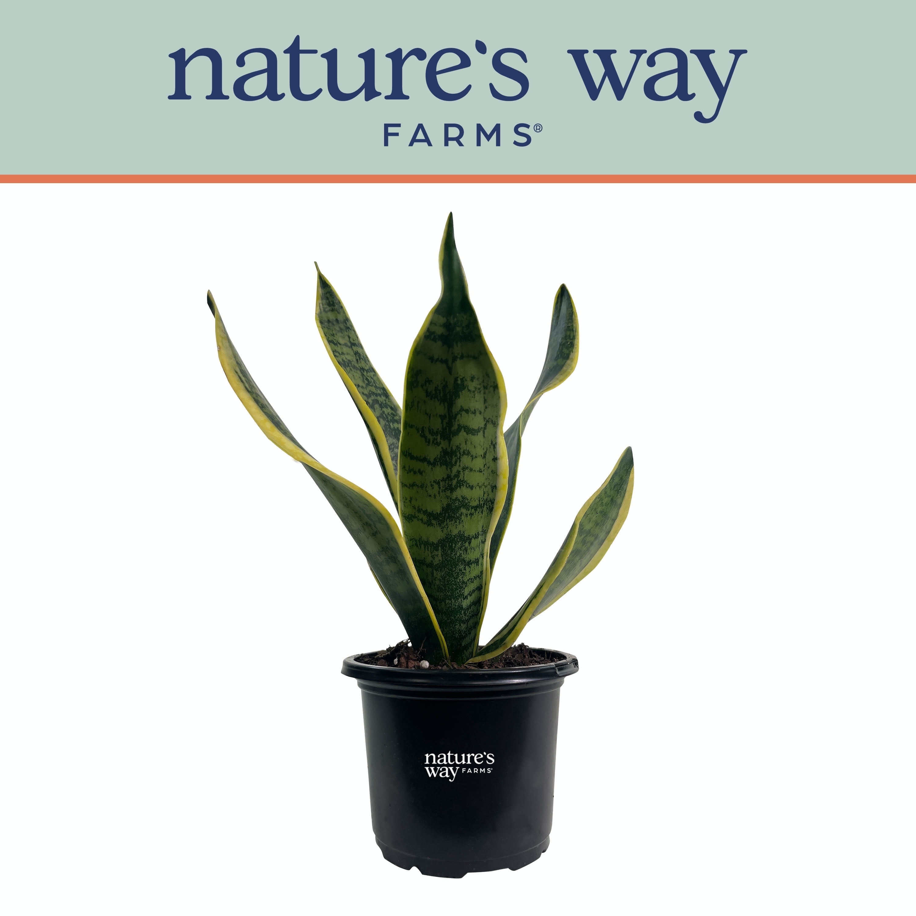 Nature's Way Farms Sansevieria Superba Live Plant (7-11 inches tall) in growers pot