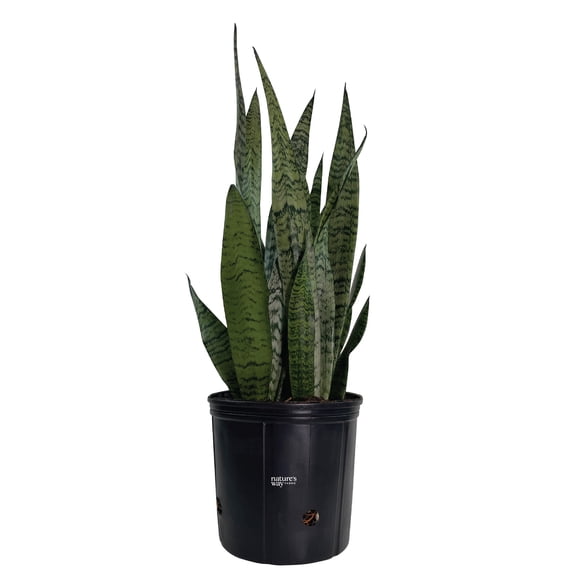 Nature's Way Farms Sansevieria Zeylanica Live Plant (25-30 inches tall) in growers pot