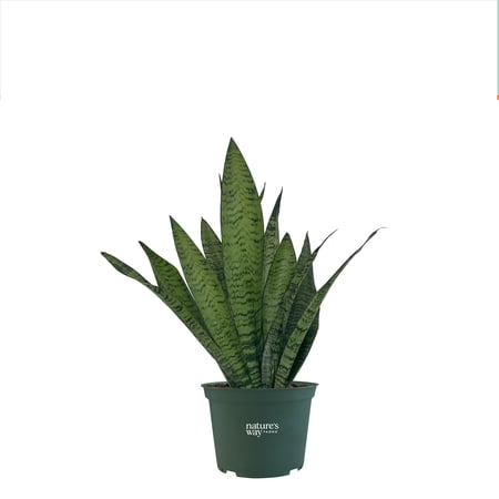 Nature's Way Farms Sansevieria Zeylanica Live Plant (8-15 inches tall) in growers pot