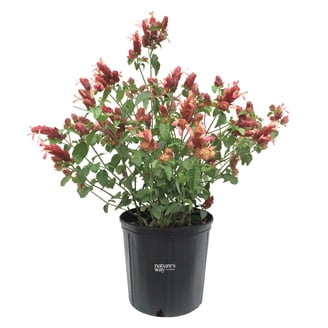Cocktail Plant