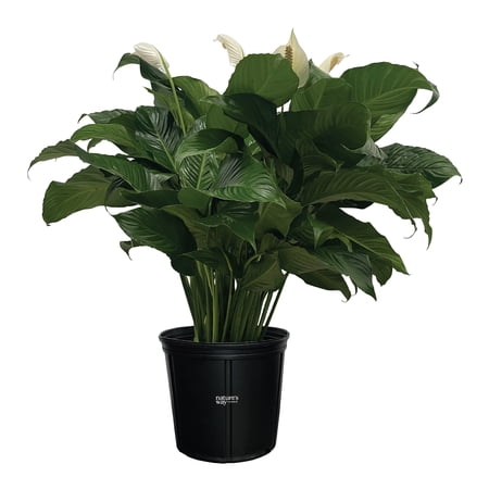 Nature's Way Farms Spathiphyllum Sweet Pablo Live Plant (25-30 inches tall) in growers pot