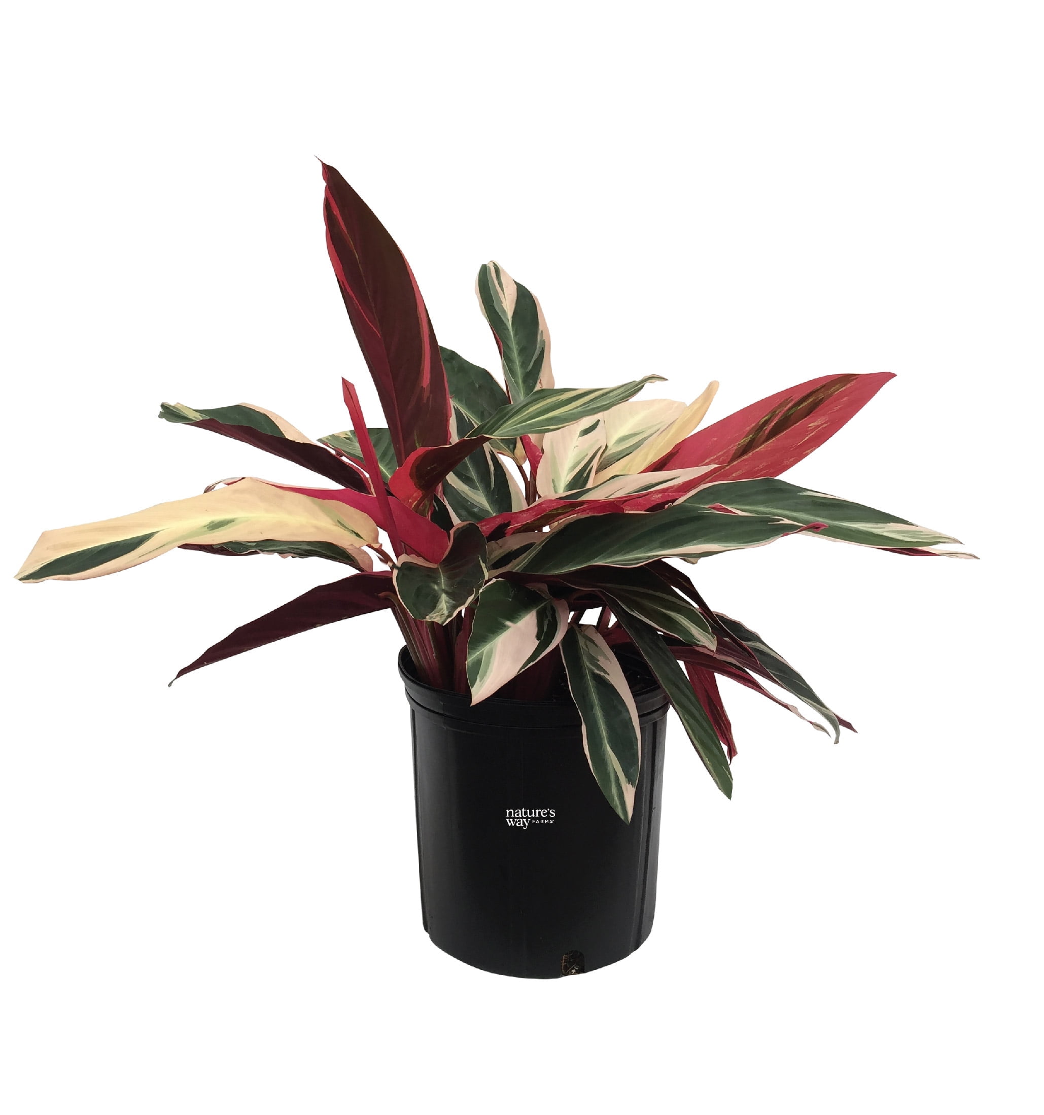 Nature's Way Farms Stromanthe Triostar Live Plant (25-30 in. Tall) in Grower Pot