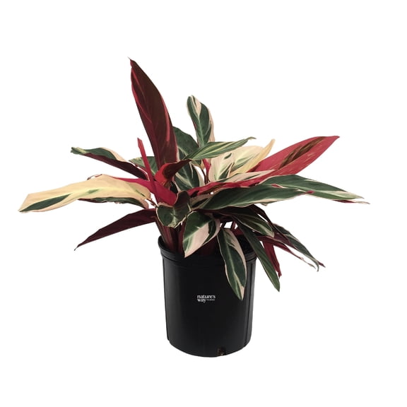 Nature's Way Farms Stromanthe Triostar Live Plant (25-30 in. Tall) in Grower Pot