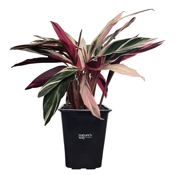 Nature's Way Farms Stromanthe Triostar Live Plant in Grower Pot (18-24 in. Tall)