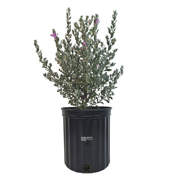 Nature's Way Farms Texas Sage Silverado Outdoor Live Plant (25-30 in. Tall) in Grower Pot